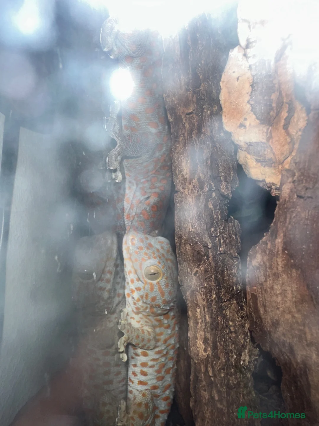 Gecko reptiles for sale: Pair of Tokay Geckos and set up in Redditch - Advert 8