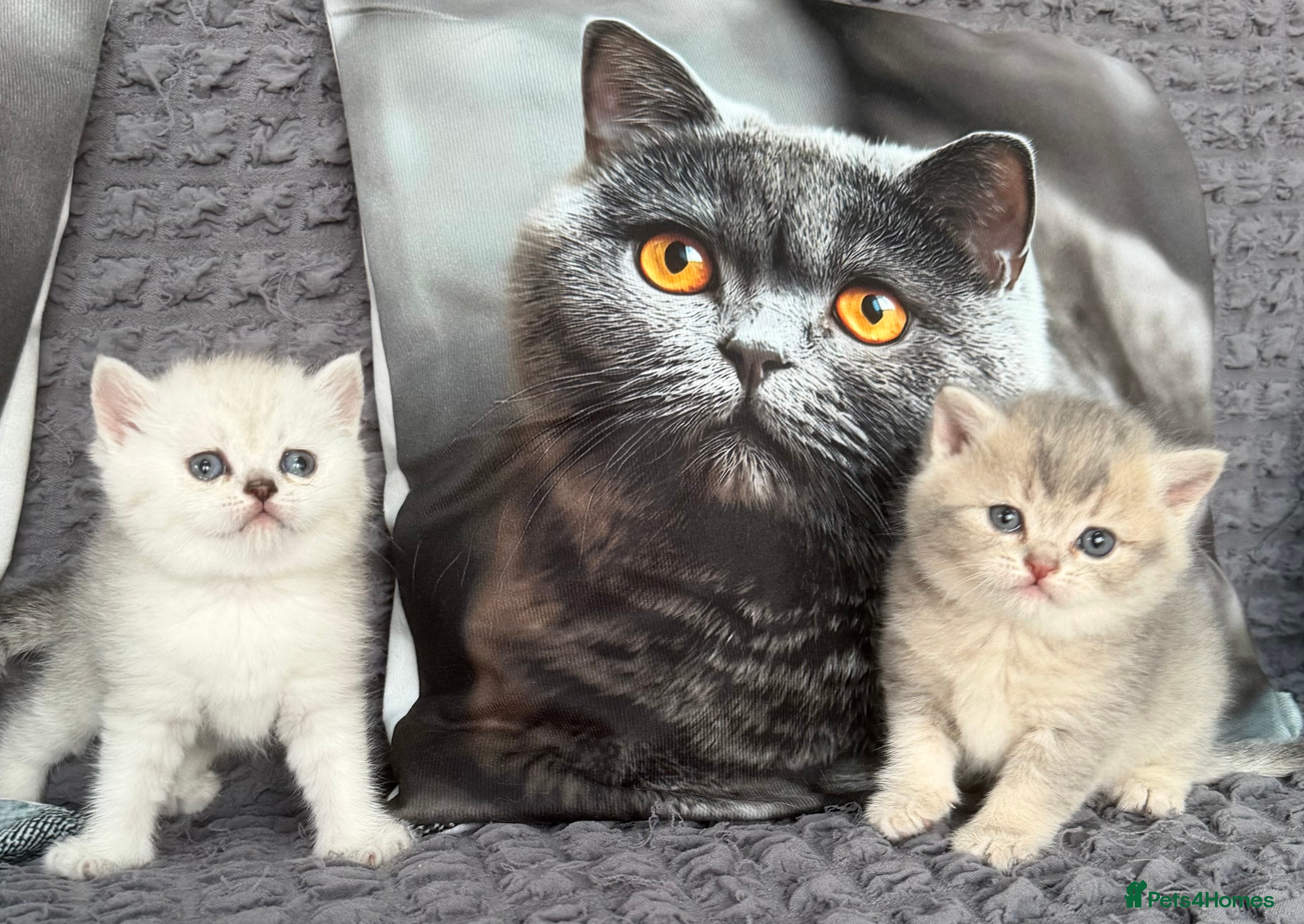 Scottish Fold cats Discount available ❤️Lovely scotish kittens💕💕💕 - Advert 2
