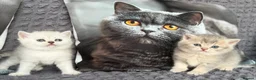 Scottish Fold cats for sale: Discount available ❤️Lovely scotish kittens💕💕💕 - Advert 1