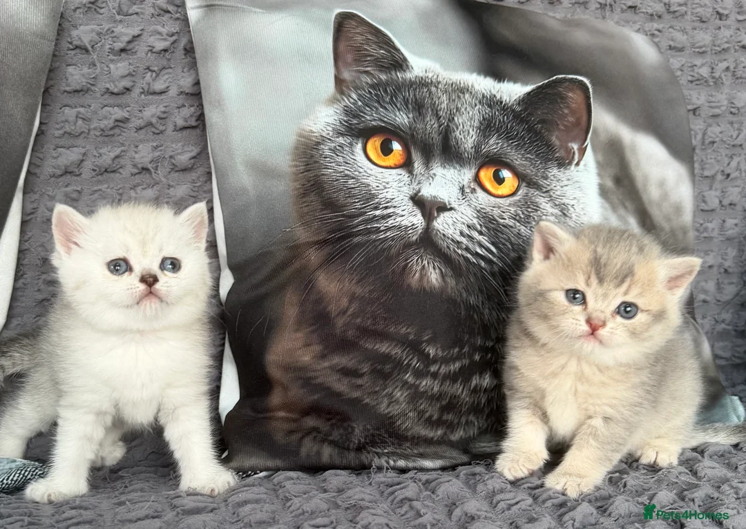 Scottish Fold cats for sale: Discount available ❤️Lovely scotish kittens💕💕💕 - Advert 1
