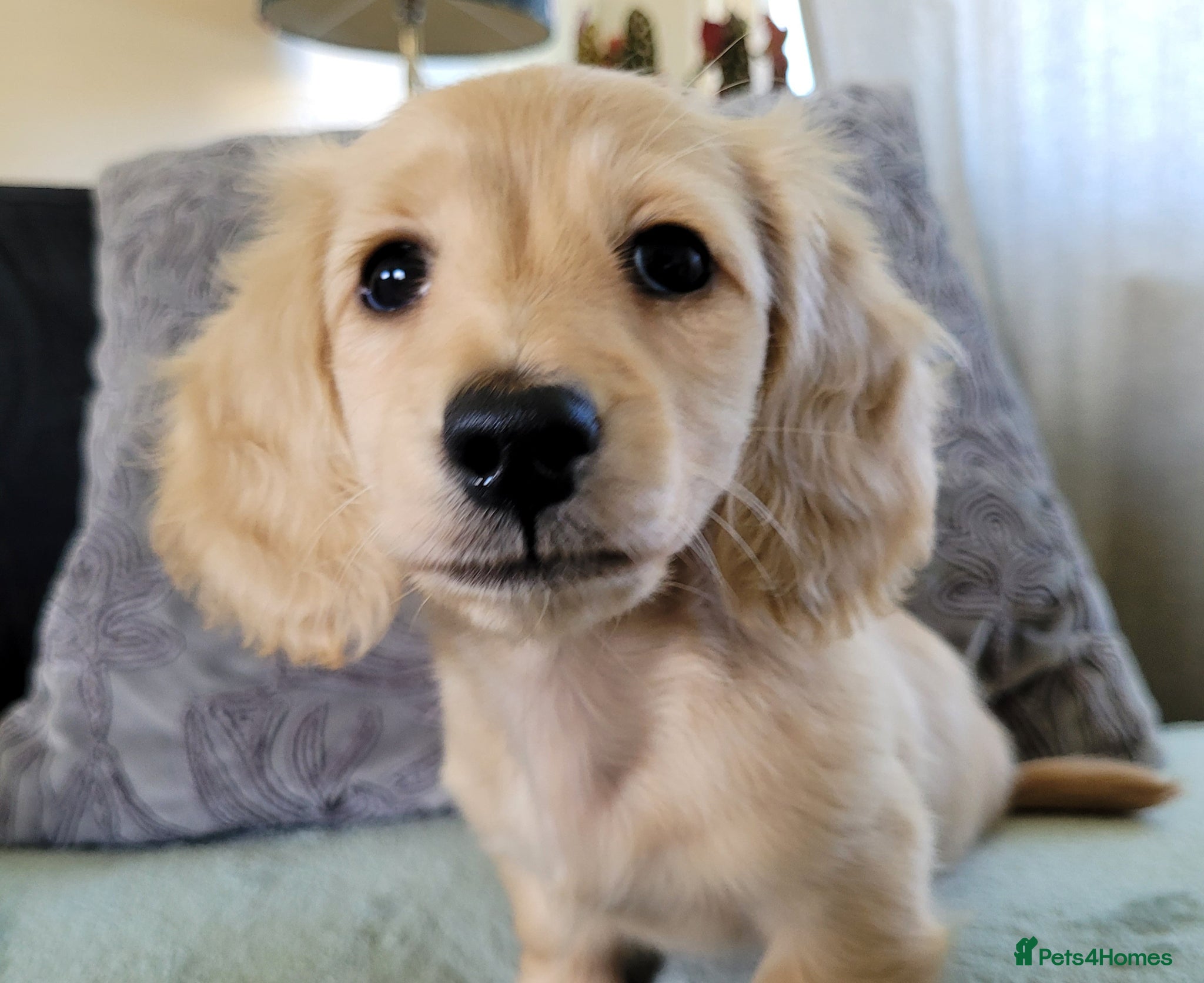 Miniature Dachshund dogs KC long haired cream female mini dax - Advert 2