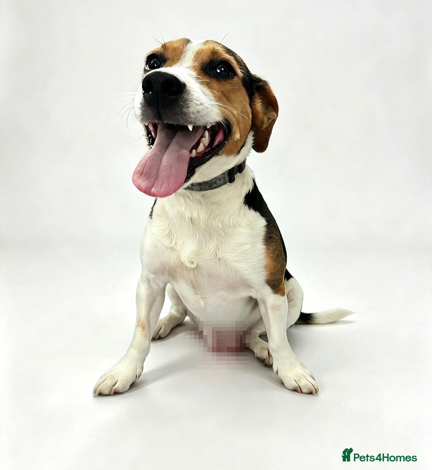 Jack Russell dogs for adoption: Winston 🐾 - Advert 1