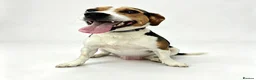 Jack Russell dogs for adoption: Winston 🐾 - Advert 1