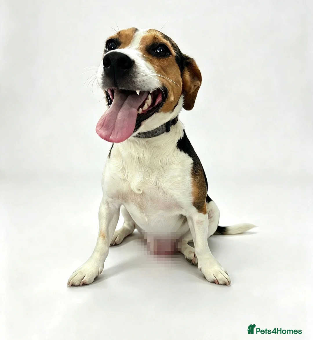Jack Russell dogs for adoption: Winston 🐾 - Advert 1