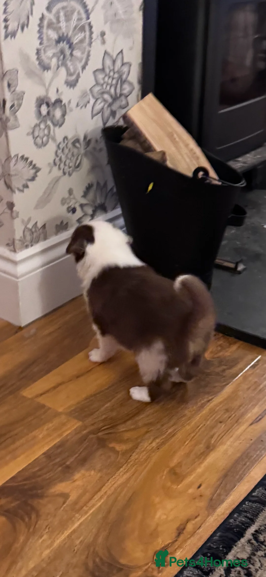 Border Collie dogs for sale: Stunning tri red/merled, blue eyed little boy - Advert 11