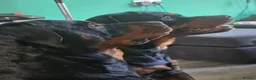 Rottweiler dogs for sale: Rottweiler puppies  in Saint Helens - Advert 5