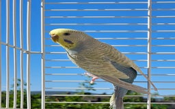 Budgerigars birds for sale: 2 male budgies, cage the lot  - Image 9