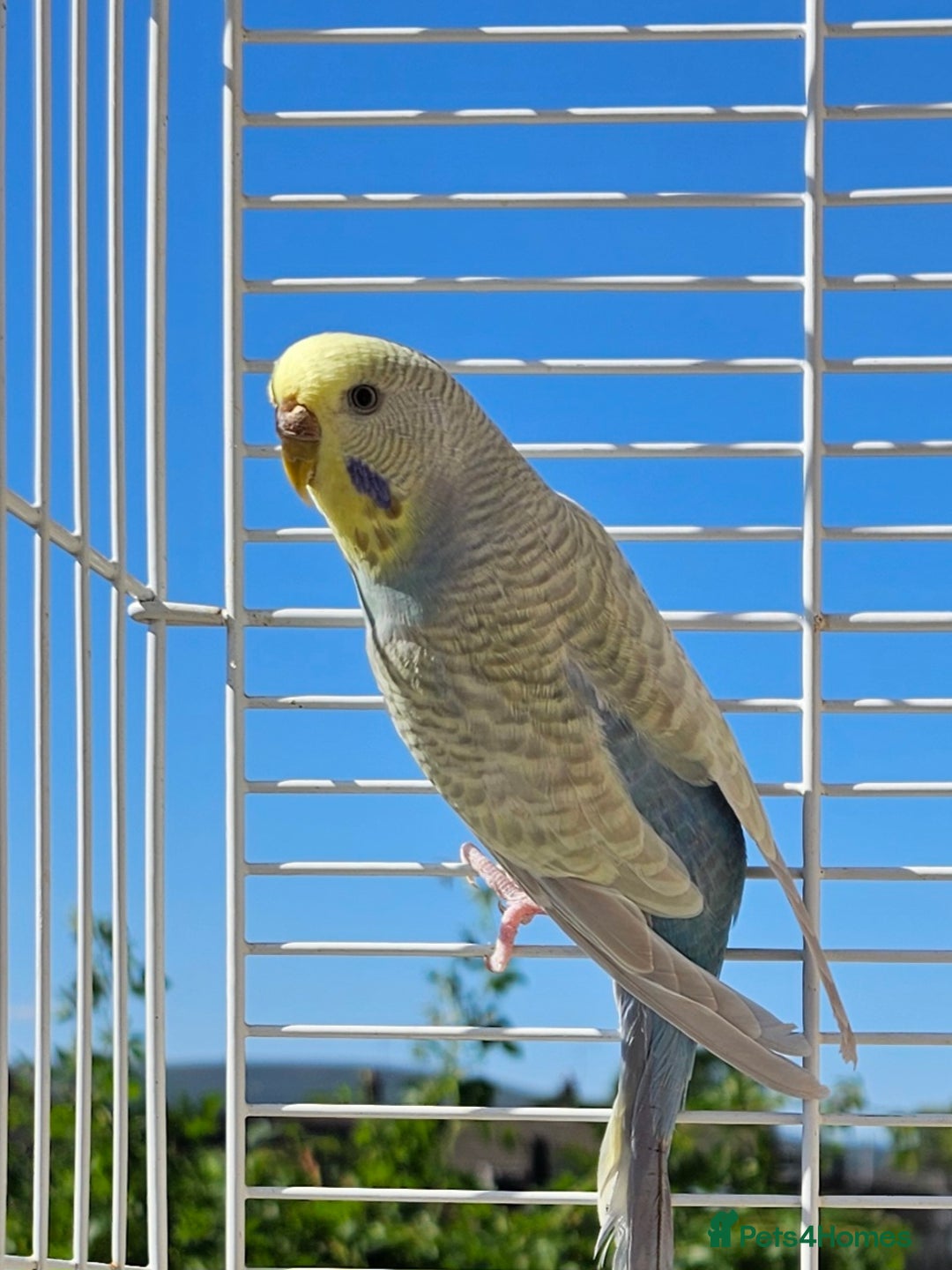 Budgerigars birds for sale: 2 male budgies, cage the lot  - Image 9