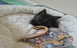 Mixed Breed cats for sale: Blue, dilute tortie, cream and black kittens - Image 6