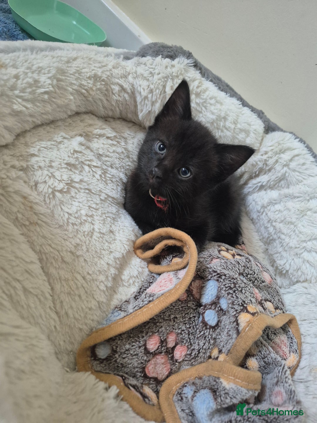 Mixed Breed cats for sale: Blue, dilute tortie, cream and black kittens - Image 6