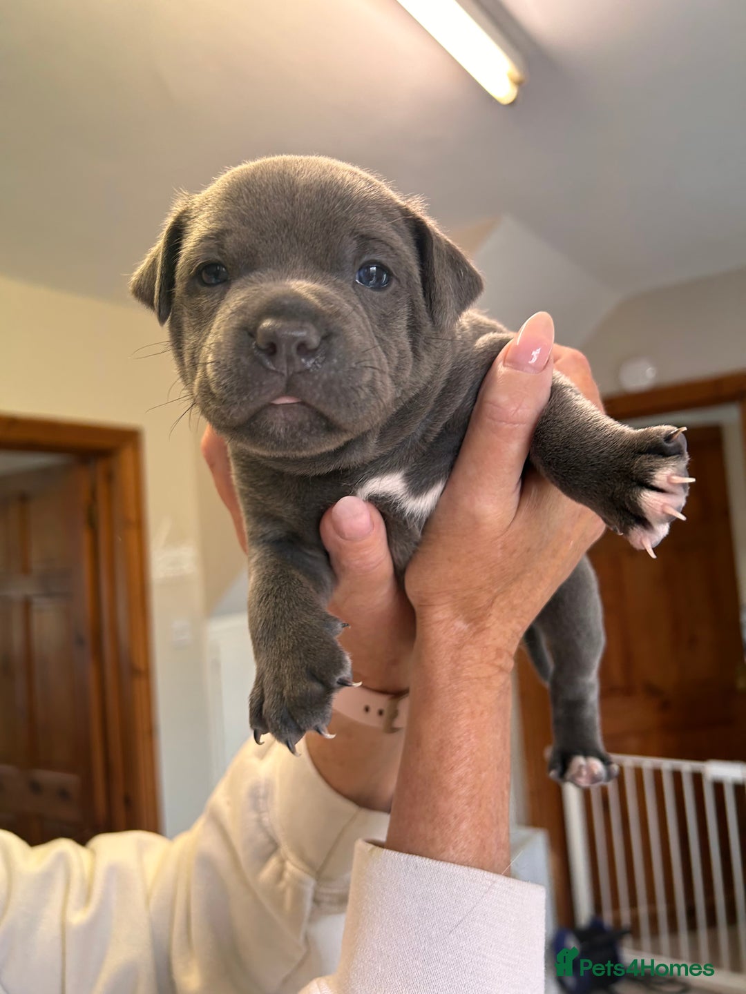 Staffordshire Bull Terrier dogs for sale: Exceptional Champion Pedigree, beautiful blues!! - Image 21