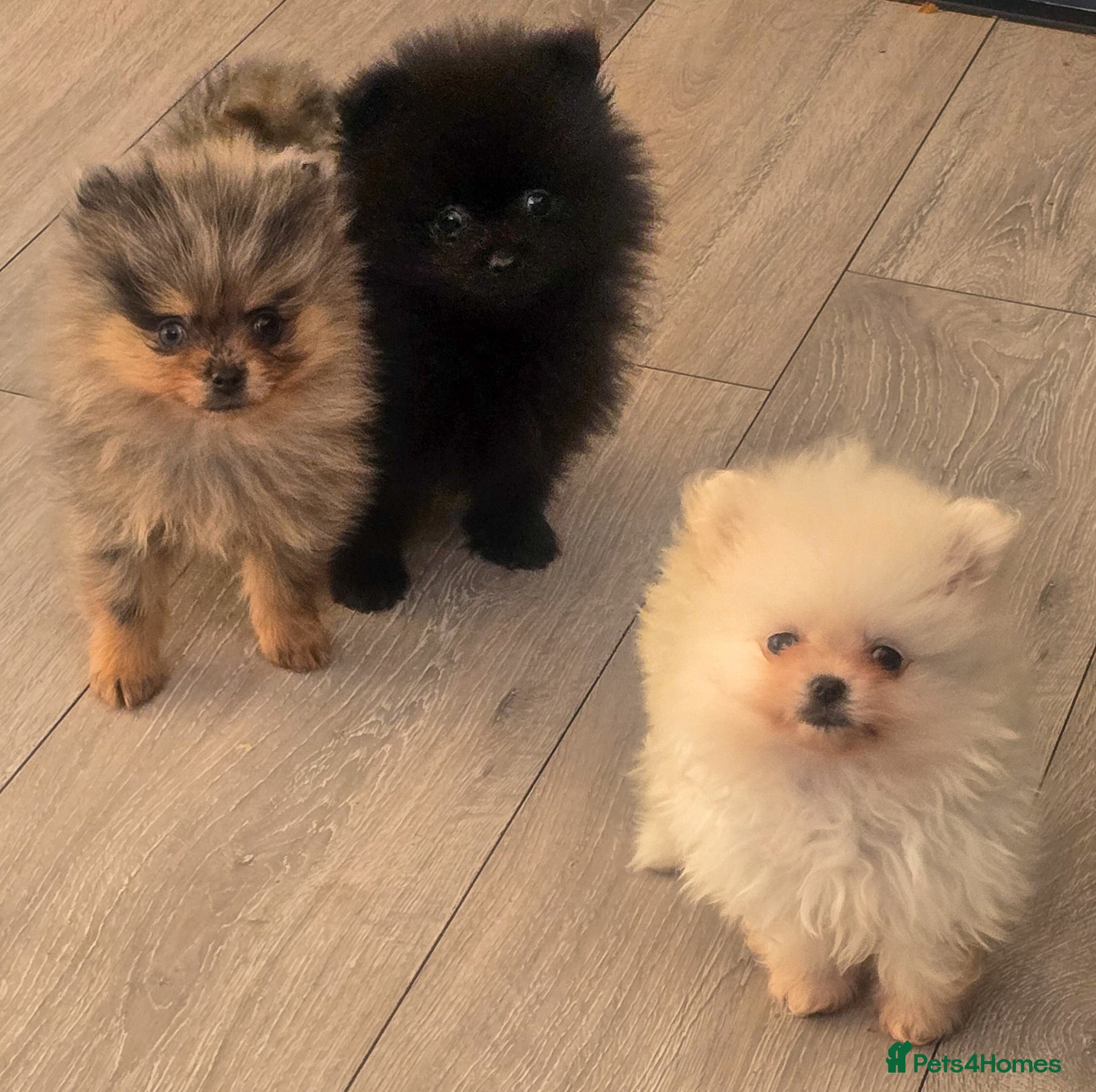 Pomeranian dogs Teddy bear Pomeranian puppies available - Advert 8