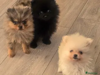 Pomeranian dogs Teddy bear Pomeranian puppies available - Advert 1