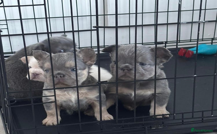 French Bulldog dogs - Advert 16
