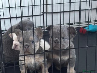 French Bulldog dogs - Advert 10