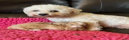 Poochon dogs for sale: Two stunning F1 poochon males avaailable in Saint Helens - Advert 11
