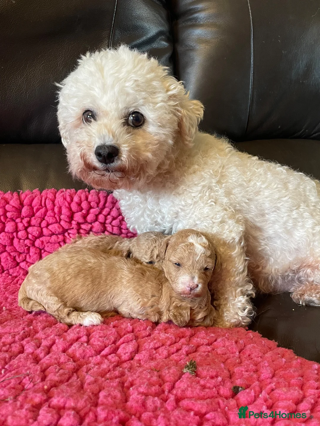 Poochon dogs for sale: Two stunning F1 poochon males avaailable in Saint Helens - Advert 11