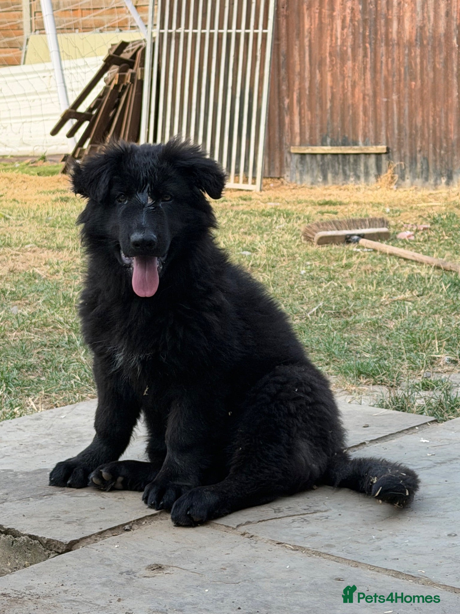German Shepherd dogs German shepherd puppies READY NOW - Advert 5