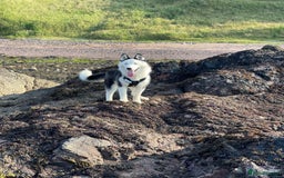 Siberian Husky dogs for stud: Stunning Blue eye Sibrian Husky for Stud in Liverpool - Image 11