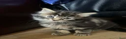 Persian cats for sale: Persian kittens for sale - Advert 5