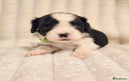 Cavapoo dogs for sale: Adorable Cavapoo Pups fully health tested parents - Image 4
