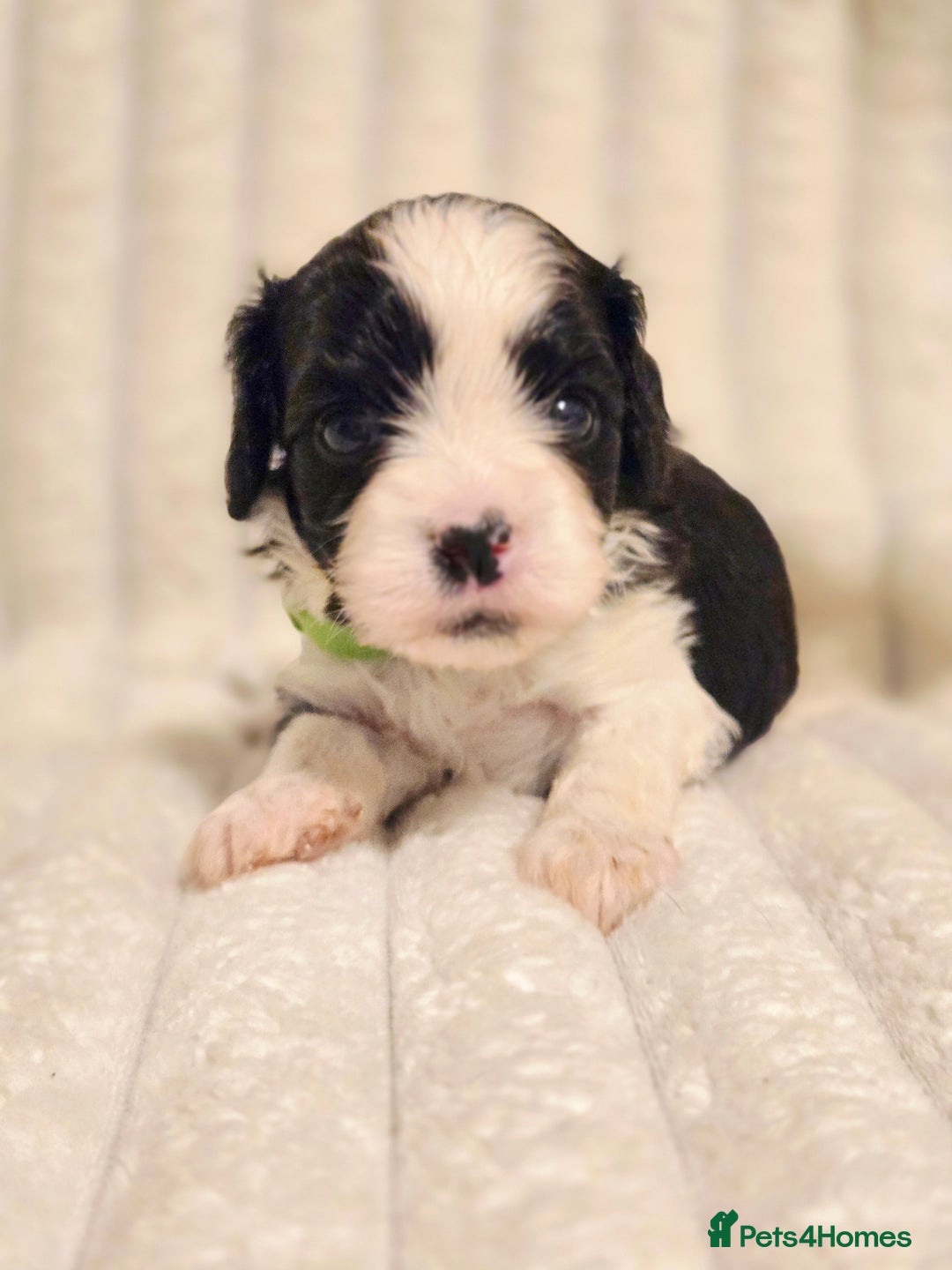 Cavapoo dogs for sale: Adorable Cavapoo Pups fully health tested parents - Image 4