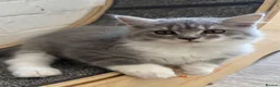 British Longhair cats for sale: Blue & White British Longhair Kitten 🐾  - Advert 3