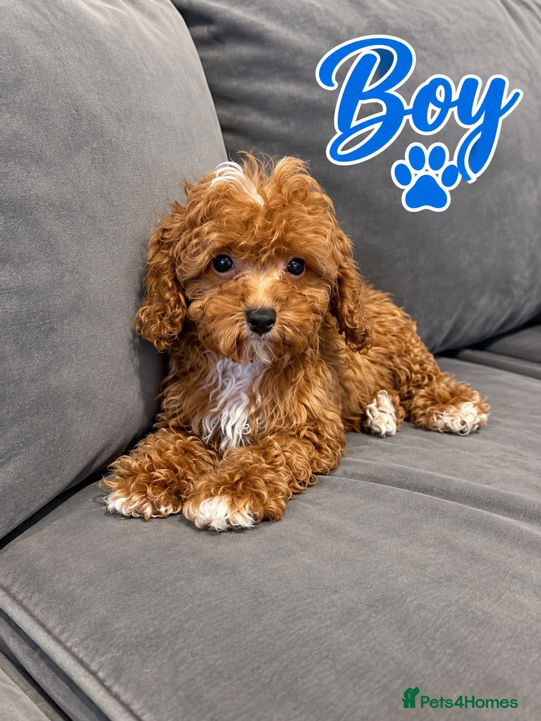 Maltipoo dogs for sale:  Lovely asian boy maltipoo  - Advert 5