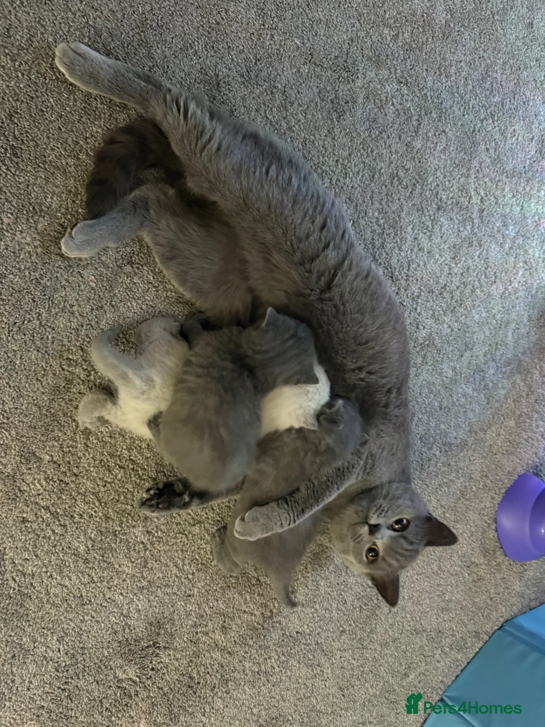 British Shorthair cats for sale: Stunning BSH kittens  - Advert 2