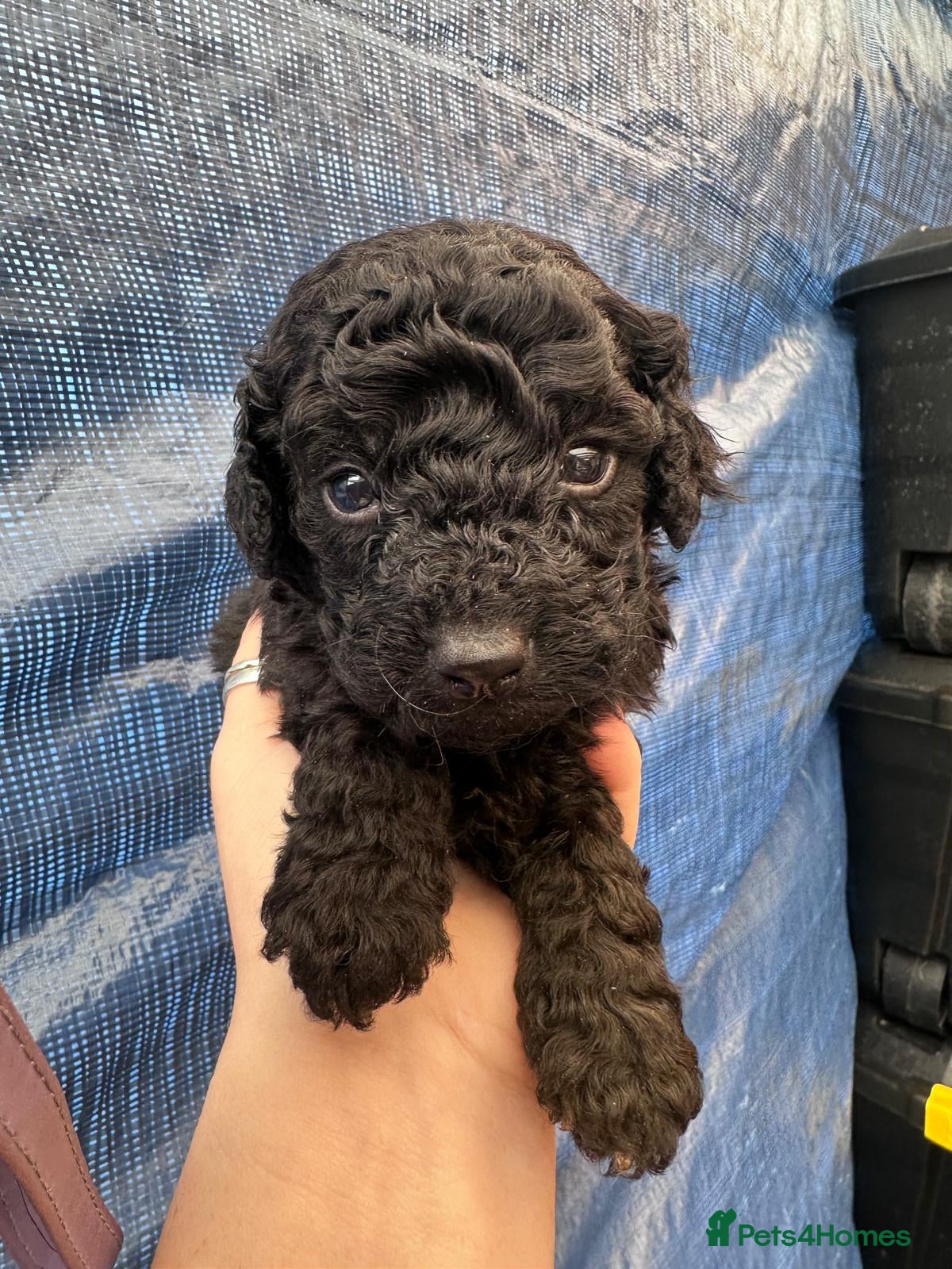 Cockapoo dogs Beautiful black cockapoo puppies for sale 💕 - Advert 6