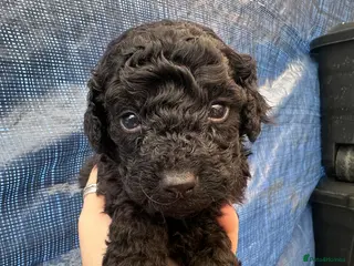 Cockapoo dogs Beautiful black cockapoo puppies for sale 💕 - Advert 6