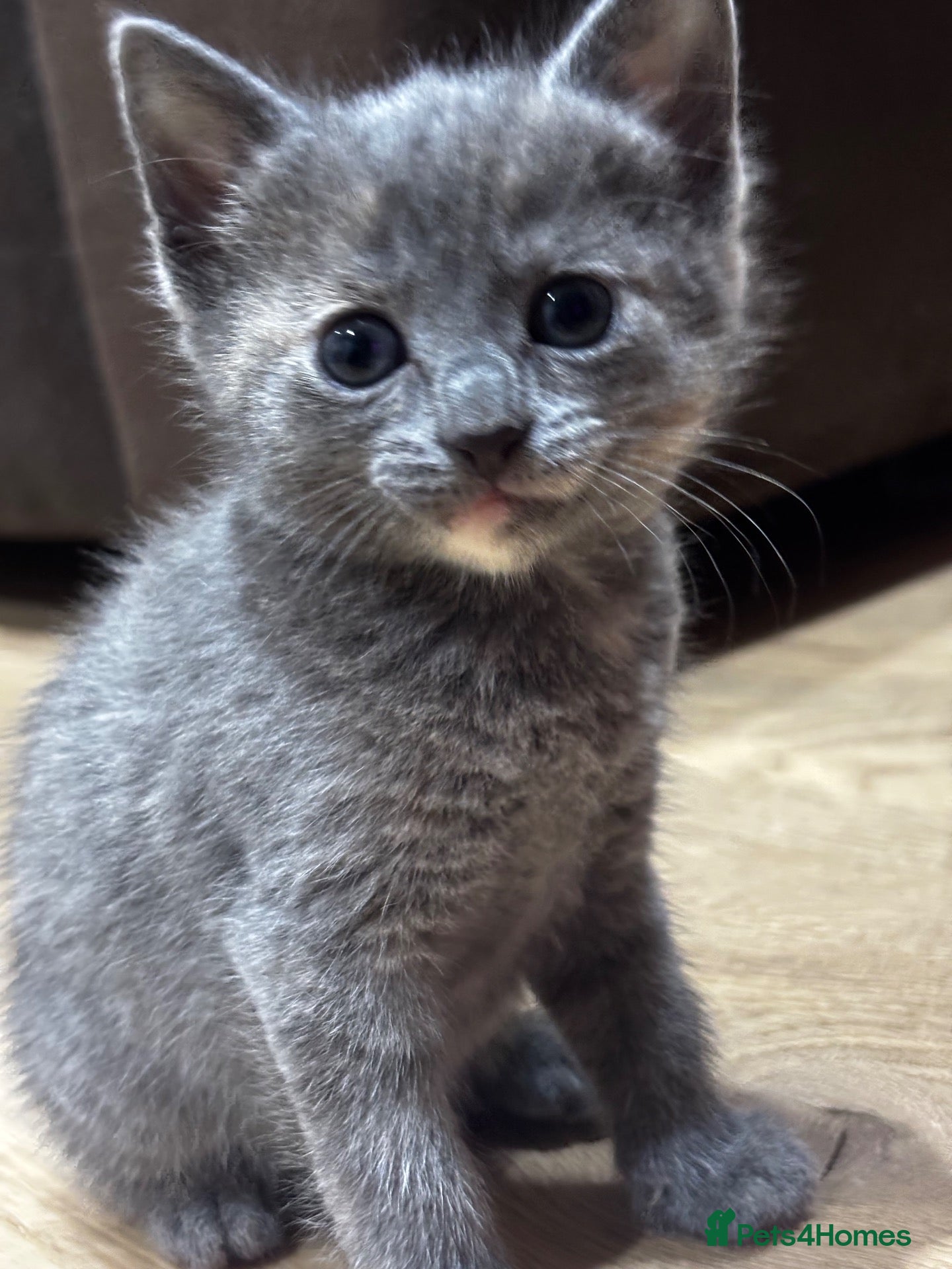 Mixed Breed cats 3 little kittens in Camborne  - Advert 16