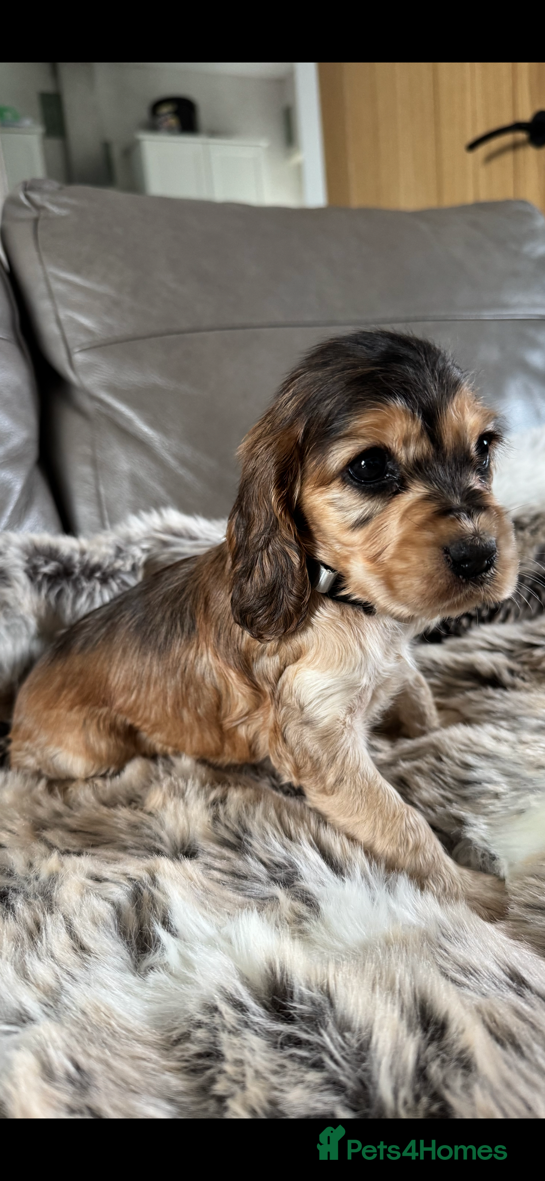 Cocker Spaniel dogs for sale: 🐶 Beautiful Show-Type Cocker Spaniel Puppies 🐶 - Advert 17
