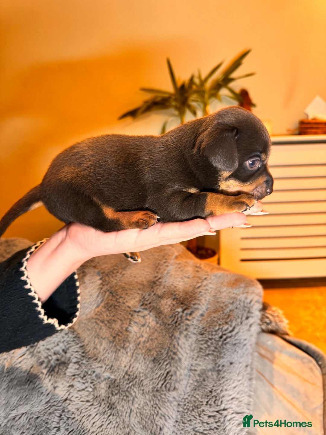 Mixed Breed dogs for sale: Miniature JackChi Puppy’s for sale.  - Image 10