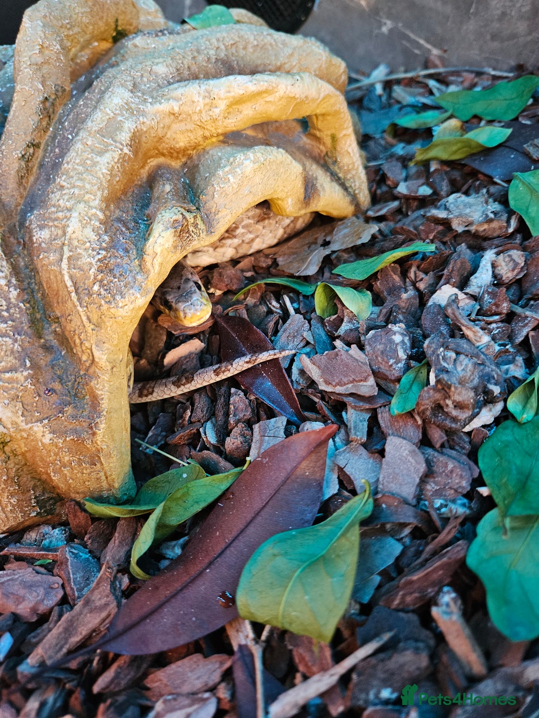 Corn Snake reptiles for sale: Breeding pair of corn snakes  - Advert 4