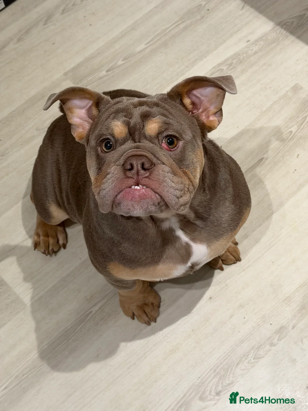 English Bulldog dogs for sale: English bulldog 6 months old  - Advert 2