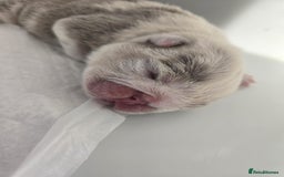 English Bulldog dogs for sale: Beautiful lilac merle female - Image 6