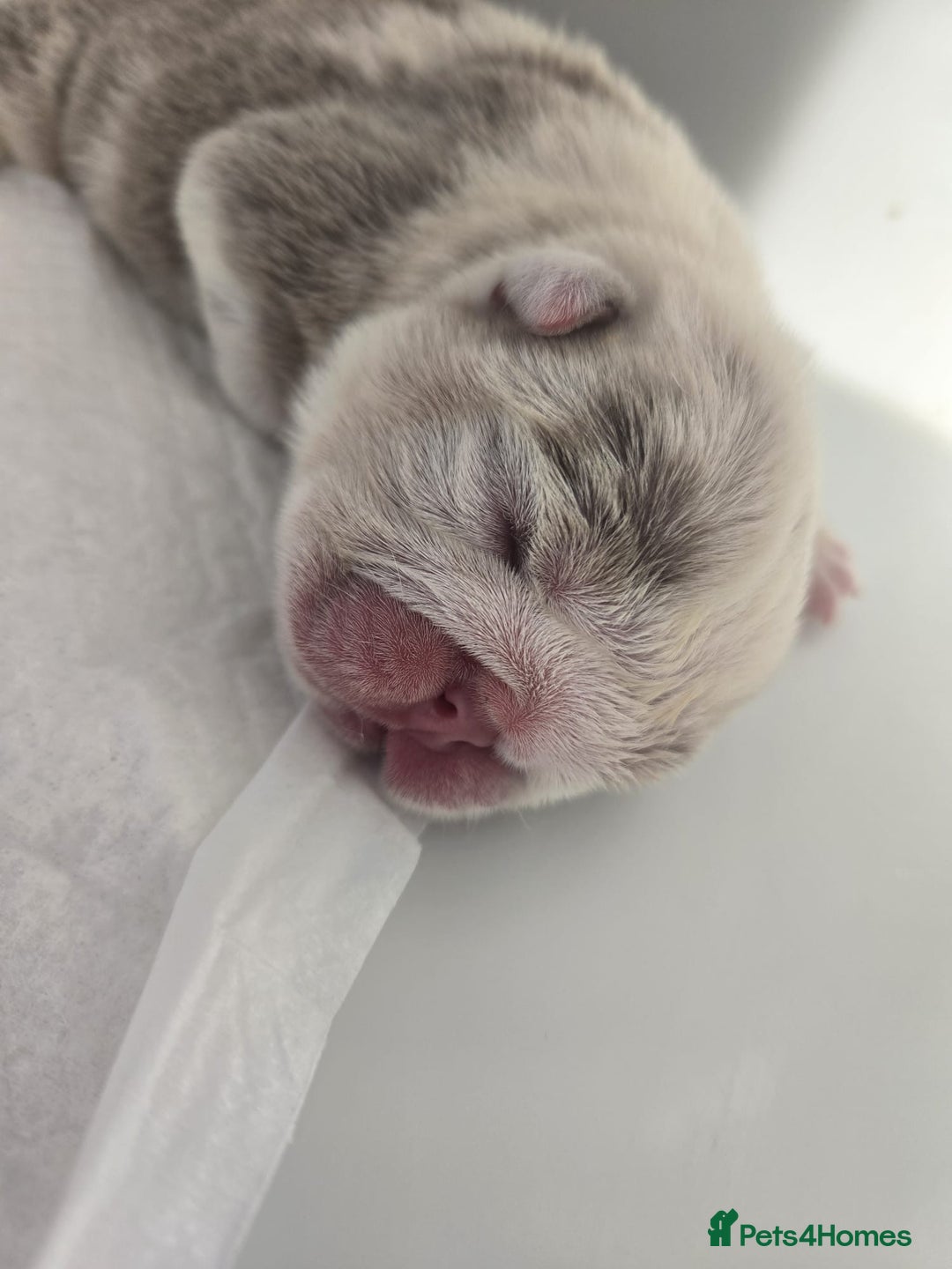 English Bulldog dogs for sale: Beautiful lilac merle female - Image 6