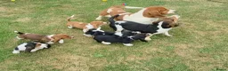 Basset Hound dogs for sale: KC BASSET HOUND PUPPIES  - Advert 9