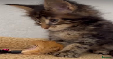 Mixed Breed cats - Advert 8