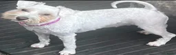 Miniature Schnauzer dogs for sale: 🐾Miniature Schnauzer Pups 🐾 in Gloucester - Advert 18