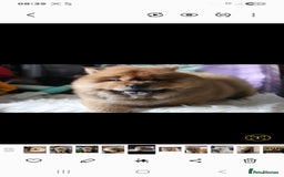 Chow Chow dogs for sale: Beautiful pablo is ready now and fully vaccinated - Image 6