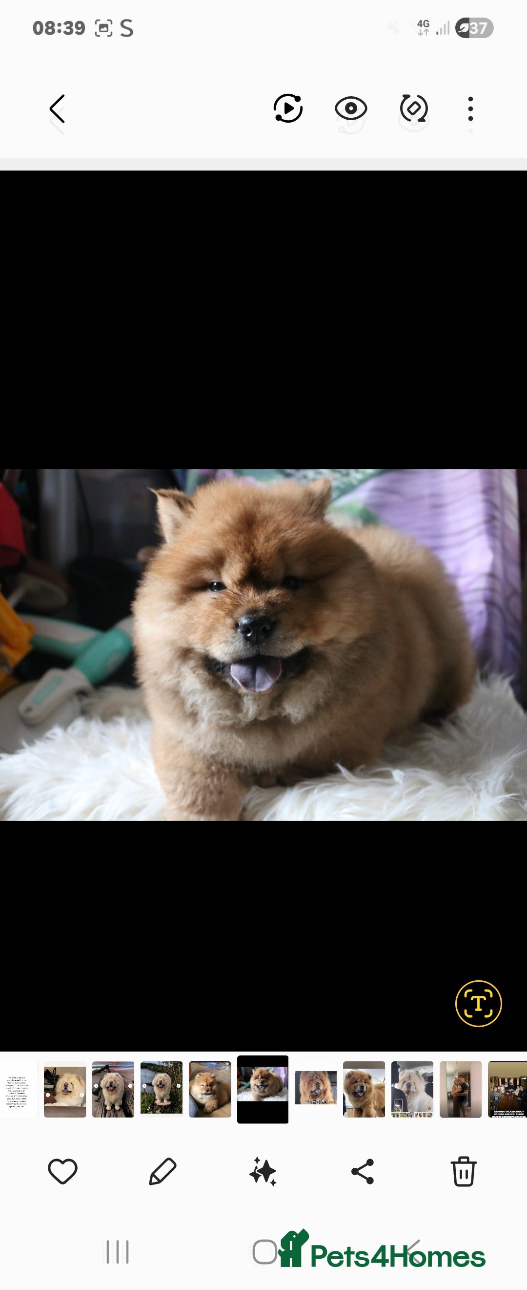Chow Chow dogs for sale: Beautiful pablo is ready now and fully vaccinated - Image 6
