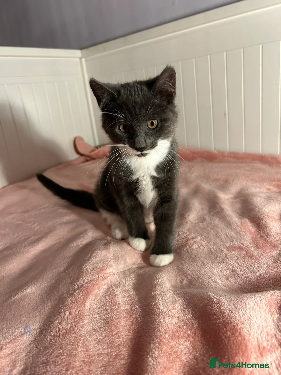 Mixed Breed cats for sale: Kittens - Advert 14