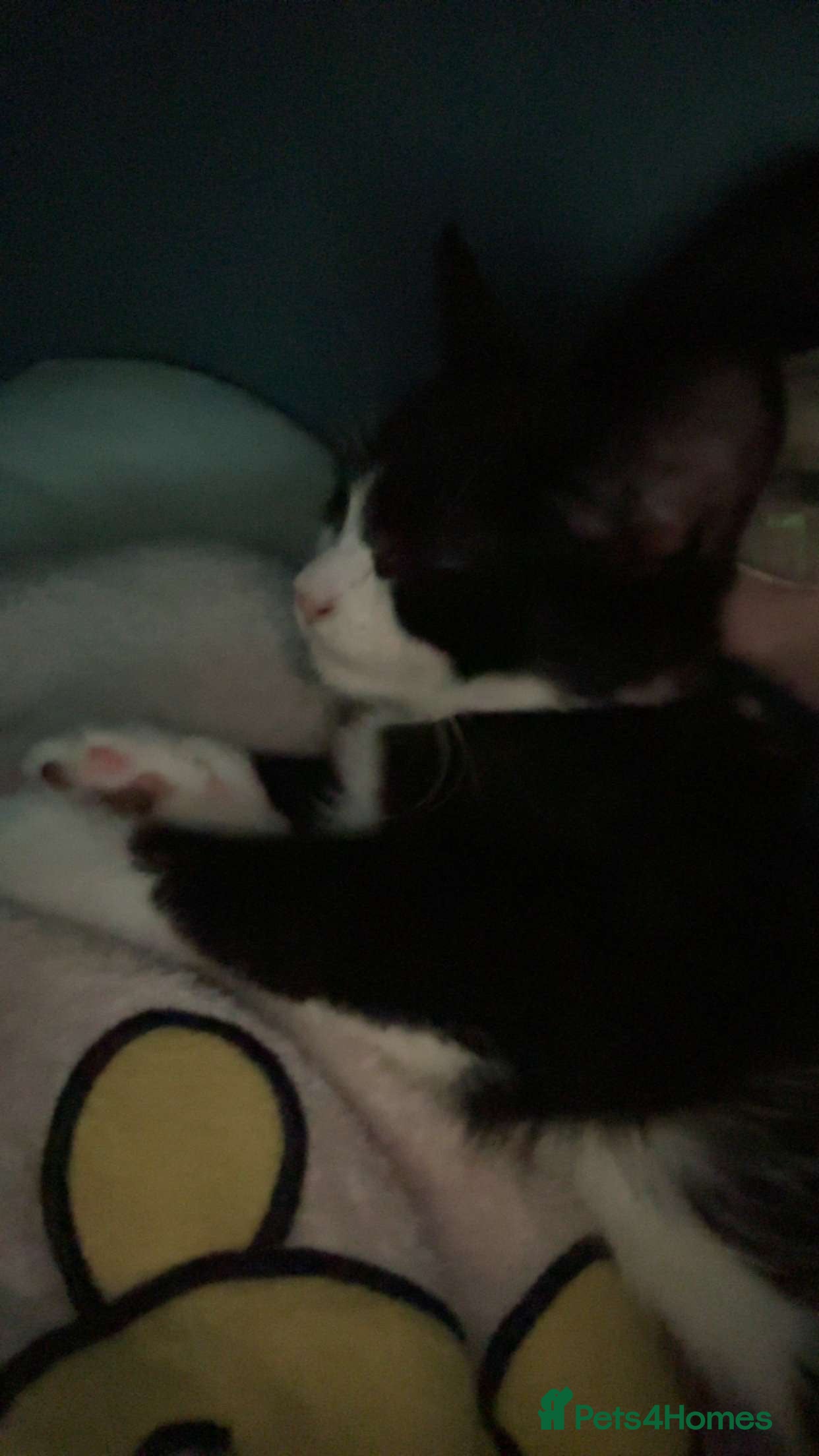 Mixed Breed cats Buddy - Advert 1