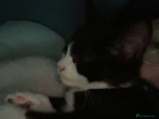 Mixed Breed cats Buddy - Advert 1