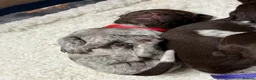 German Shorthaired Pointer dogs for sale: KC registered German Shorthaired Pointers - Advert 18