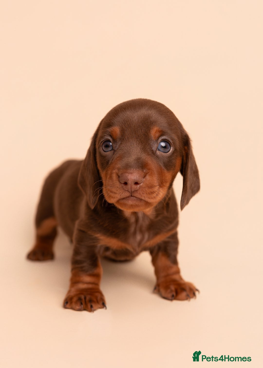 Miniature Dachshund dogs for sale: 🏆Champion KC Mini Dachshunds 0.4% COI 👌🏻 - Image 5
