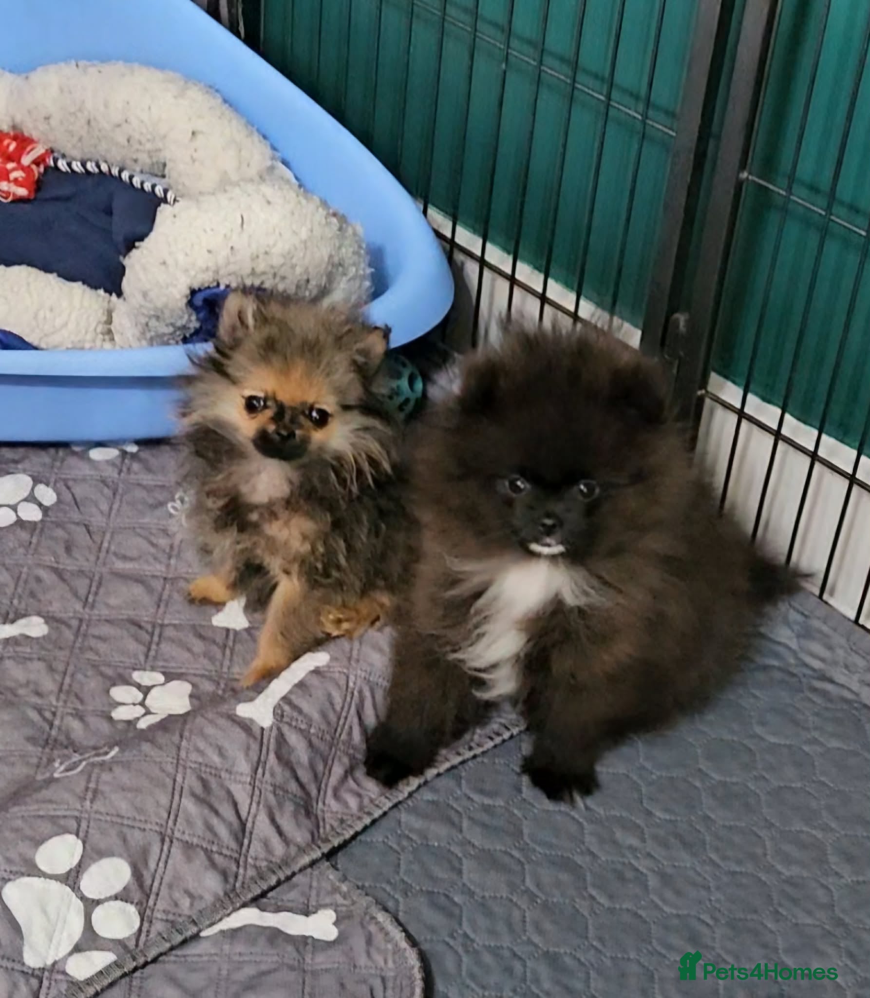Pomeranian dogs FULLY VACCINATED.. Champion line, Pomeranian pups - Advert 2