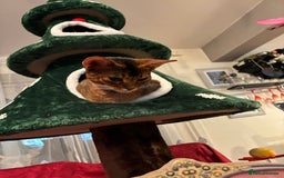 Abyssinian cats for sale: Abyssinian kitten looking for his new forever home - Advert 8